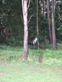 mit-dem-fahrrad-ans-nordkap.de fahrrad nordkap thumbs fahrrad-reise-tour--dscf1903-schweden.jpg