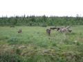 mit-dem-fahrrad-ans-nordkap.de fahrrad nordkap thumbs fahrrad-reise-tour-dscf2072-finnland.jpg